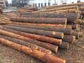 Продажа Круглого делового леса ель, сосна от 18 до 70 см