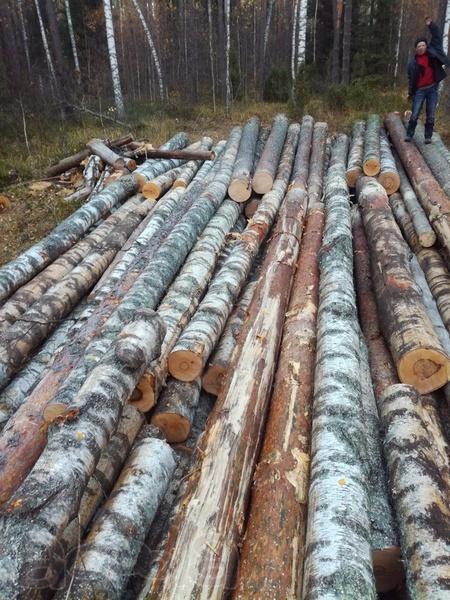 Лес деловой кругляк берёза от 18 до 55 см